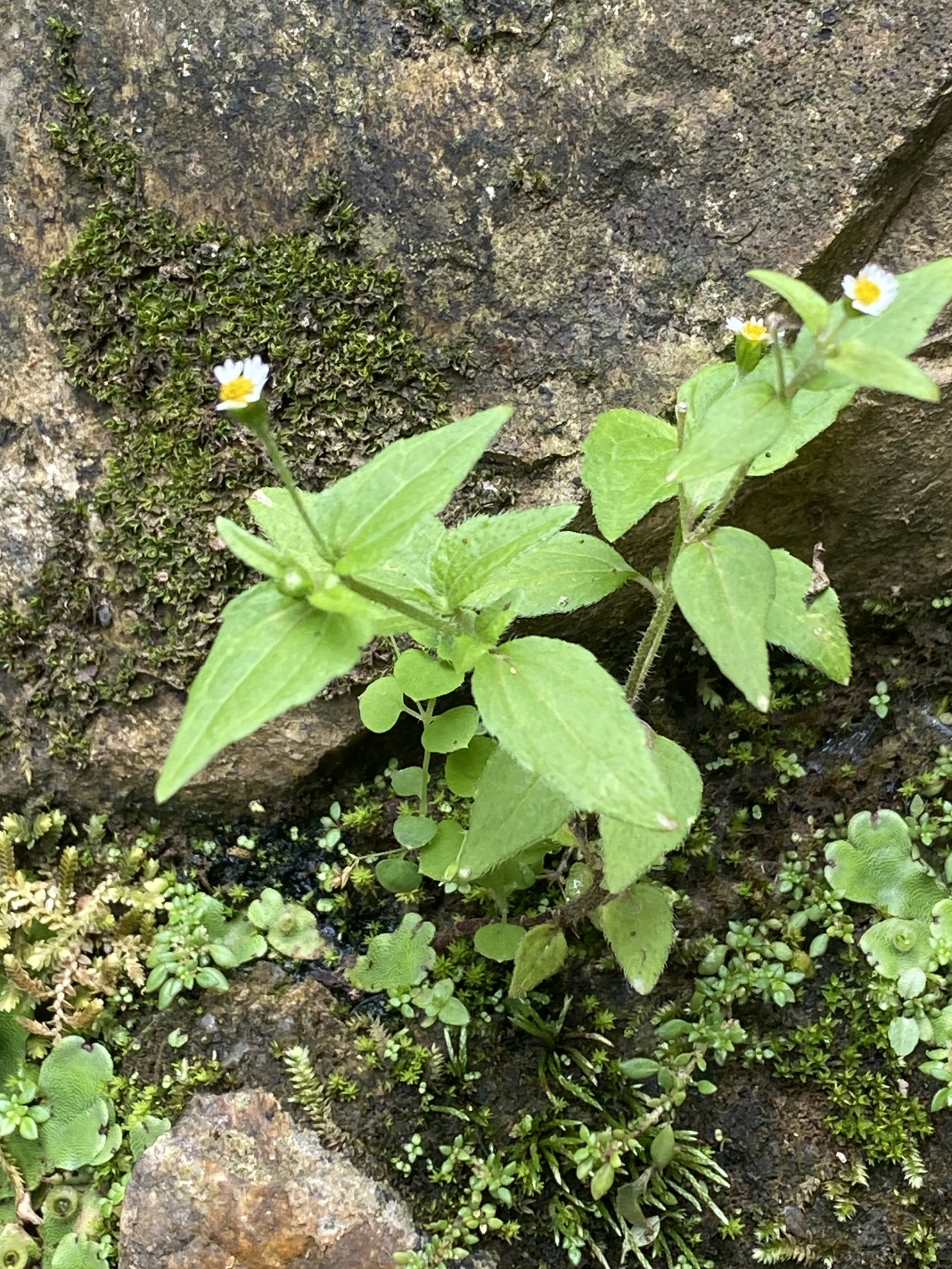 Galinsoga quadriradiata (Galinsoga quadriradiata)