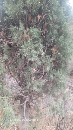 Juniperus semiglobosa, photograph 6