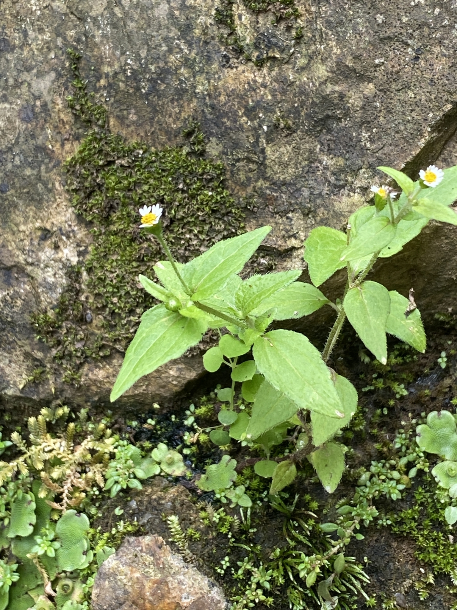Galinsoga quadriradiata — ảnh 2