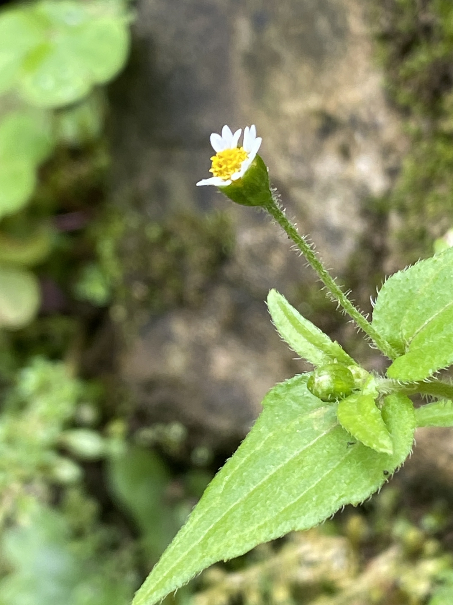 Galinsoga quadriradiata — ảnh 3