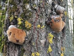 Phellinus populicola
