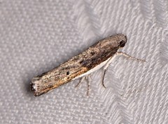 Xylorycta melaleucae