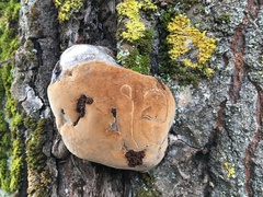 Phellinus populicola