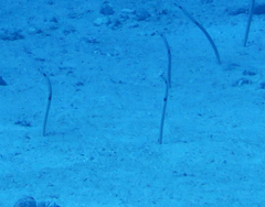 Heteroconger hassi