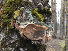 Phellinus populicola