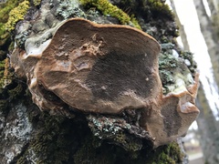 Phellinus populicola