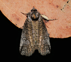 Prorocopis euxantha