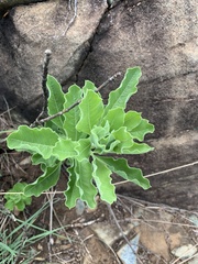 Heteromorpha pubescens