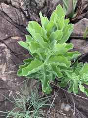 Heteromorpha pubescens