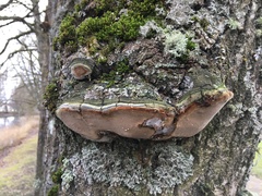 Phellinus populicola