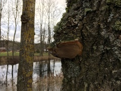 Phellinus populicola