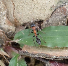 Tetraponera rufonigra