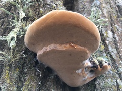 Phellinus populicola