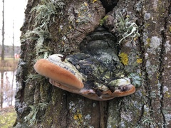 Phellinus populicola