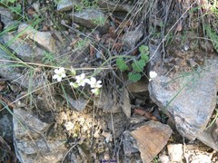 Saxifraga granulata