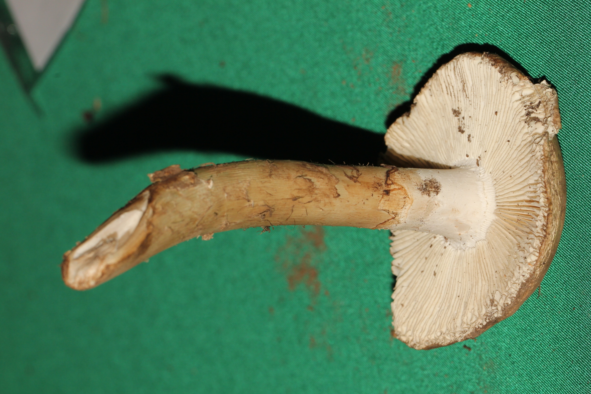 Amanita tuza image
