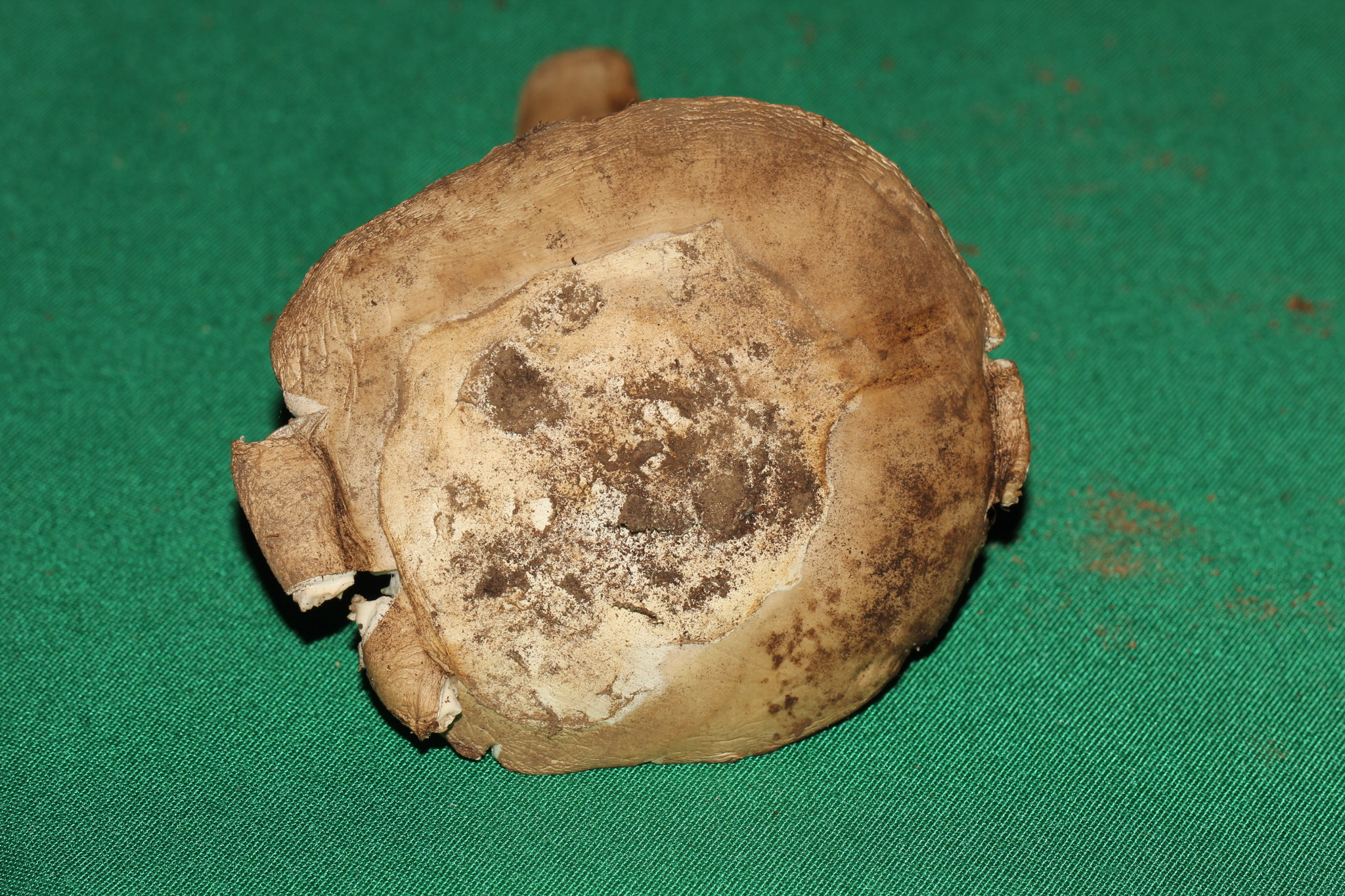 Amanita tuza image