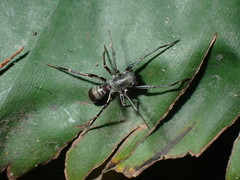 Corinnomma rapax