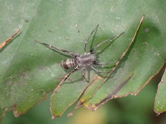 Corinnomma rapax