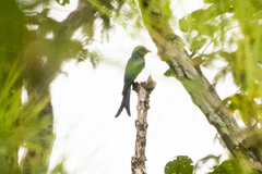 Dicrurus leucophaeus