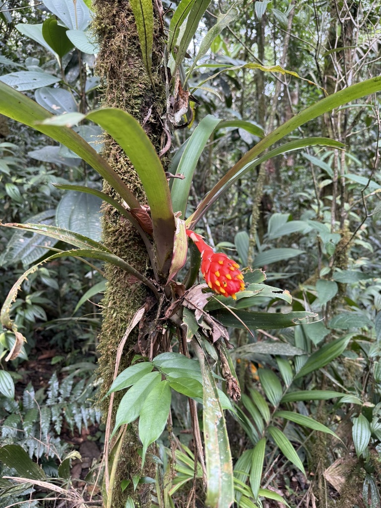 Guzmania melinonis
