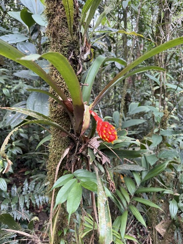 Guzmania melinonis