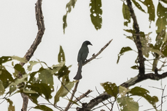 Crypsirina temia