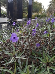 Ruellia simplex
