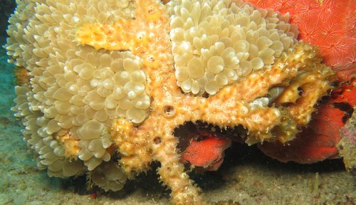Plerogyra multilobata
