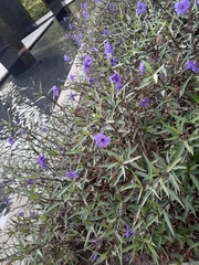 Ruellia simplex