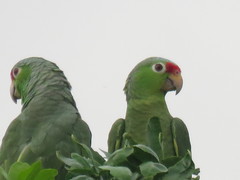 Amazona autumnalis salvini