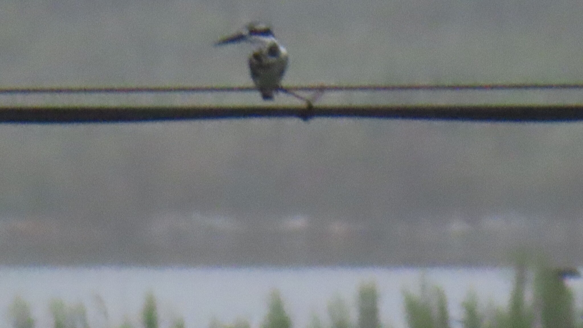 Pied Kingfisher