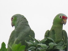 Amazona autumnalis salvini