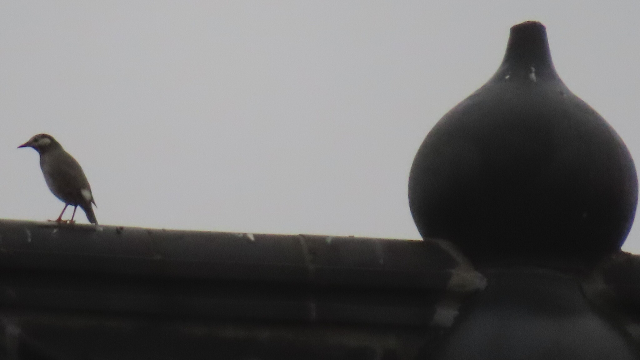 White-cheeked Starling