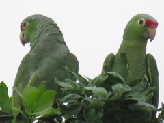Amazona autumnalis salvini