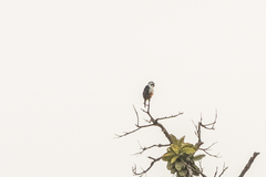 Microhierax caerulescens