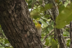 Picus erythropygius