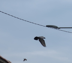 Columba livia domestica
