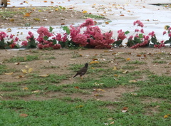 Acridotheres tristis