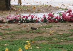 Acridotheres tristis