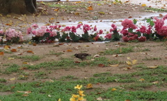 Acridotheres tristis