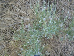 Genista umbellata