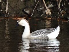 Anser cygnoides domesticus