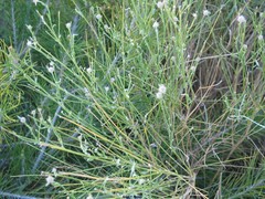 Genista umbellata