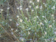 Genista umbellata