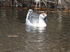 Anser cygnoides domesticus
