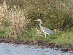 Ardea cinerea