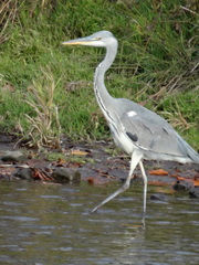 Ardea cinerea