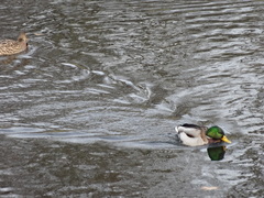 Anas platyrhynchos