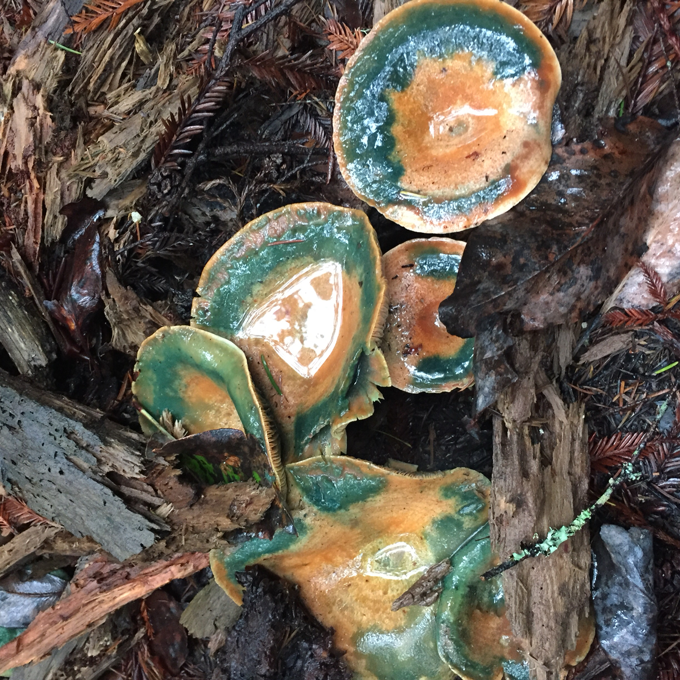 Lactarius rubrilacteus image